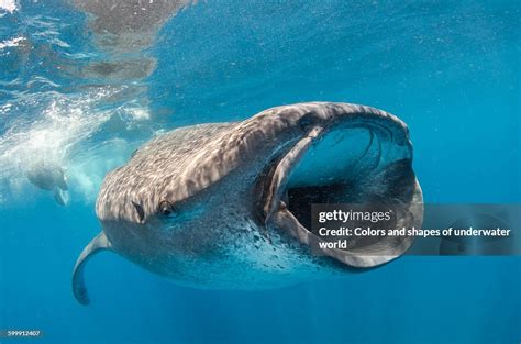 Whale Shark Filter Feeding In Isla Mujeres High-Res Stock Photo - Getty Images