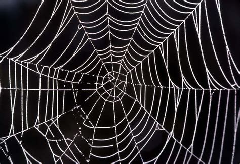 Download Spider Web Background Black And White Home Screen | Wallpapers.com