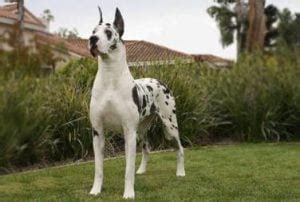 8 Best Great Dane Breeders in California!