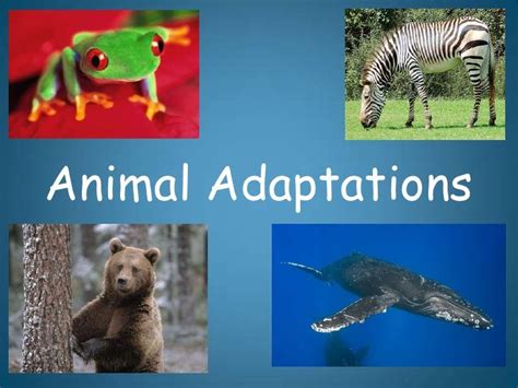 Animal adaptations introduction | Animal adaptations, Animal ...