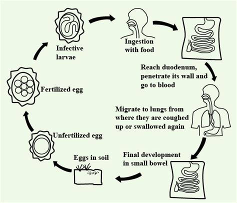 Ascaris Lumbricoides Life Cycle