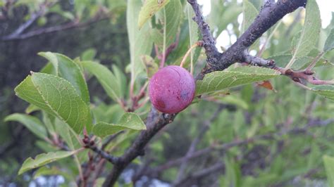 Identification Plum Tree Leaves - sybianblowjob