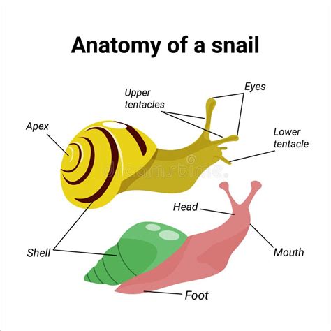 Anatomy of a Snail. Handdrawn Illustration of Two Achatina or Garden Snails. Vector Design of ...