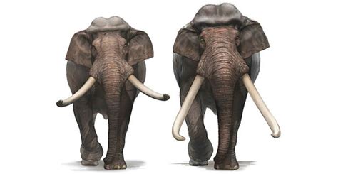 Weird skulls of straight-tusked elephants reveal just how many species there were | Natural ...