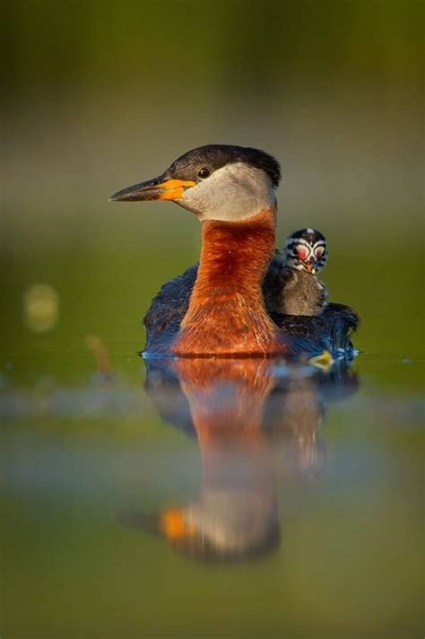 Red-necked Grebe - Profile | Facts | Lifespan | Eggs - Bird Baron