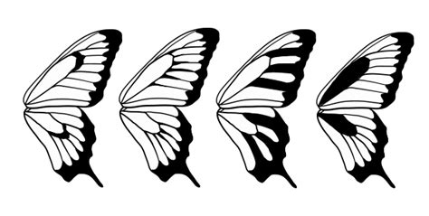 Butterfly Wing Patterns