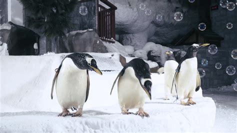 Ski Dubai - Snow Penguins 5th Anniversary - YouTube