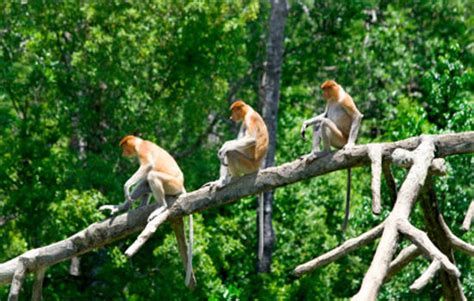 Hutan Hujan Tropis Di Indonesia - Berbagi Informasi