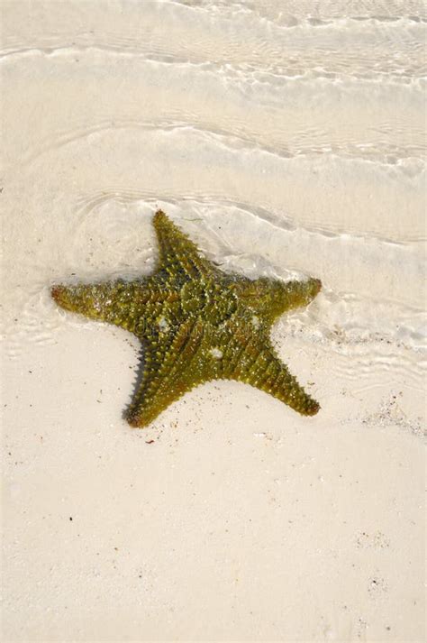 Green starfish stock photo. Image of exotic, detail, natural - 8969160