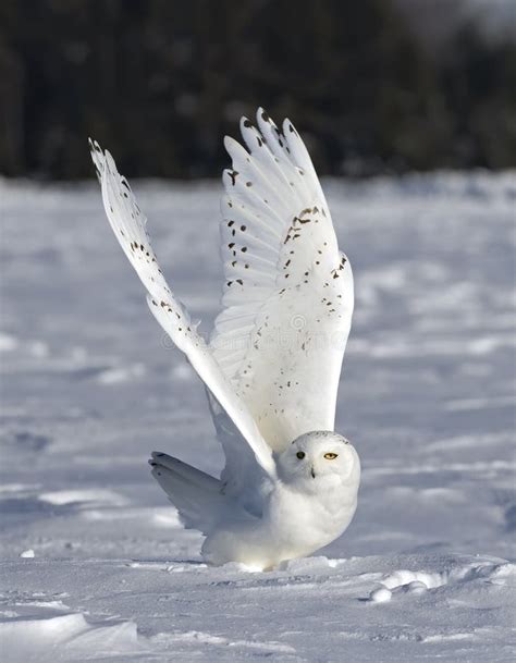 Hunting Snowy Owl stock image. Image of mysterious, beak - 12644631