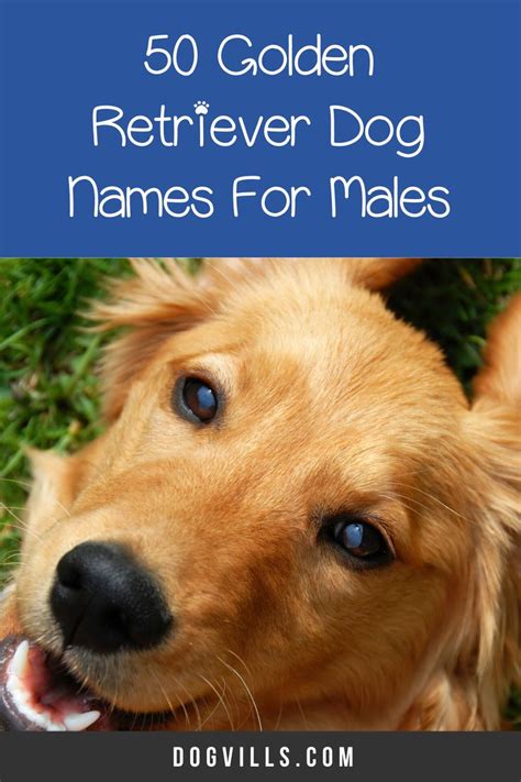 100 Amazing Golden Retriever Dog Names | Dog names, Dogs golden ...