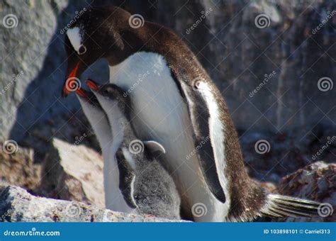 Penguin Mom Feeding Chicks stock image. Image of chicks - 103898101