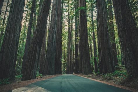 Premium Photo | A road through the giant redwood forest