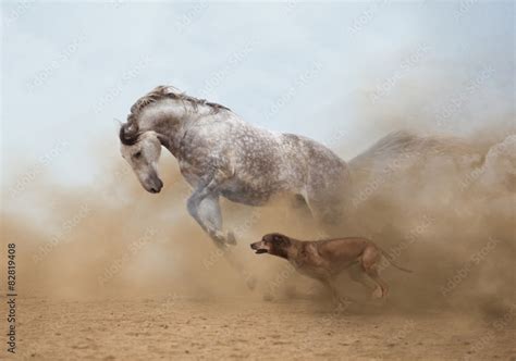 Lusitanian horse Stock-Foto | Adobe Stock