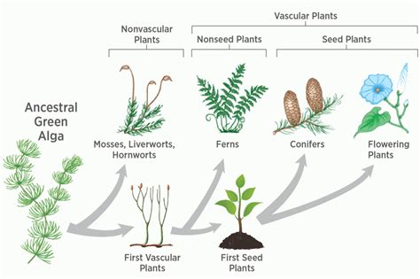 Evolution of Plants – QR Learning Platform