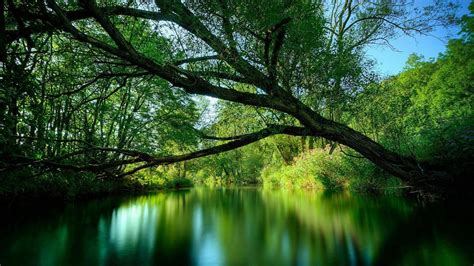 real life nature pictures - Google Search 3d Nature Wallpaper, Natur ...