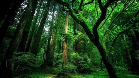 Forest Green Wallpapers - Top Free Forest Green Backgrounds - WallpaperAccess