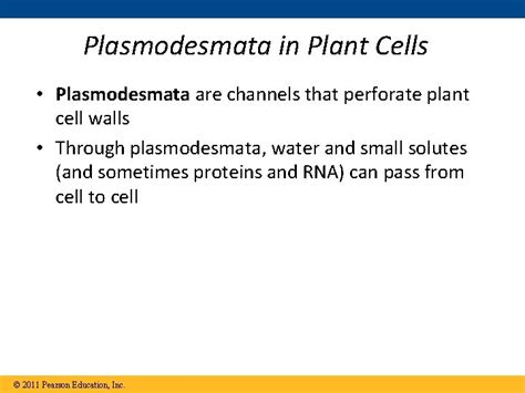 Cellular Communication In Plants Plasmodesmata Plant Hormones Tropisms