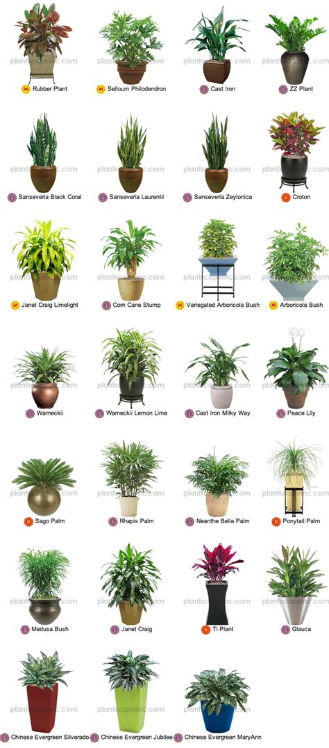 Small Tropical Plants for Interior Landscaping by Plantscape Inc ...