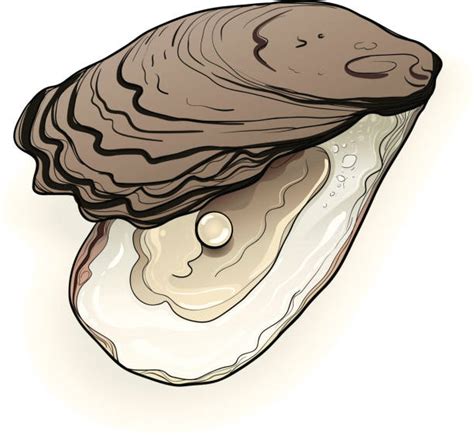 Oyster Clip Art, Vector Images & Illustrations - iStock