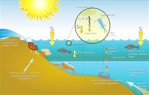 Marine Ecosystem Diagram