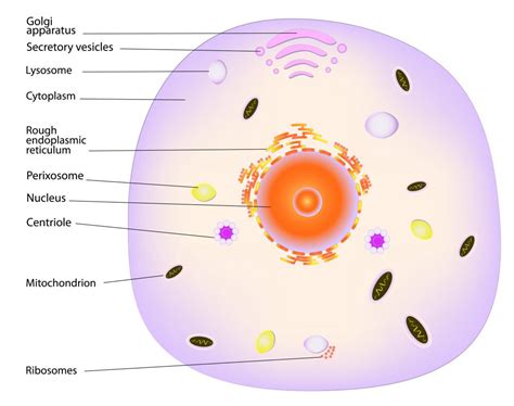 What is the Cytoskeleton? (with picture)