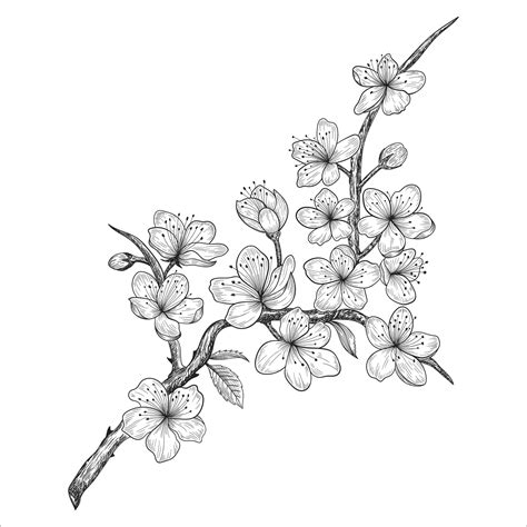 Hand drawn cherry blossom flowers and leaves drawing isolated on white background. 1988397 ...