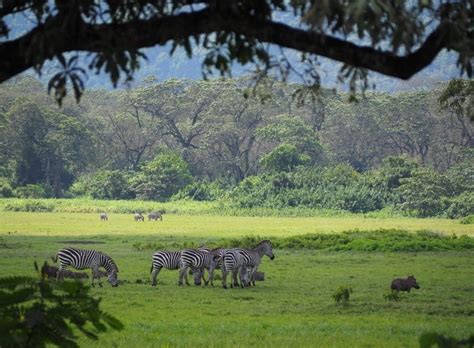 Unveiling the Wonders of the Wild: Tanzania Safari Tours by Gorillas ...