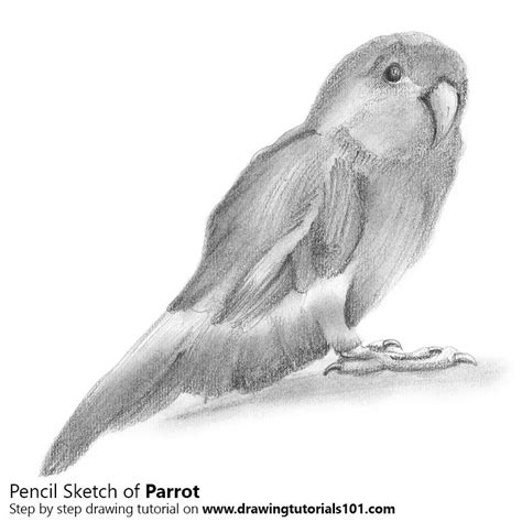 Parrot Pencil Drawing - How to Sketch Parrot using Pencils : DrawingTutorials101.com