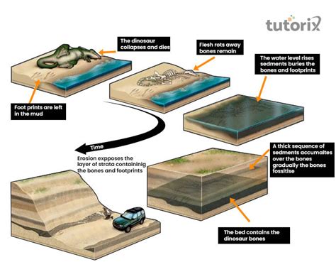 Top 85+ imagen fossil formation - Abzlocal.mx