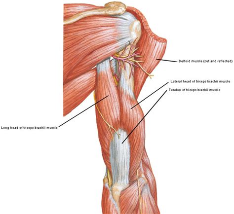 Triceps Brachii Diagram | Quizlet