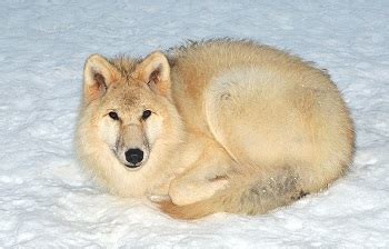 Arctic Wolf Facts: Lesson for Kids - Lesson | Study.com