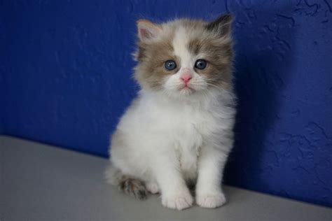 37+ Ragdoll Cat Breeders Near Me - Furry Kittens