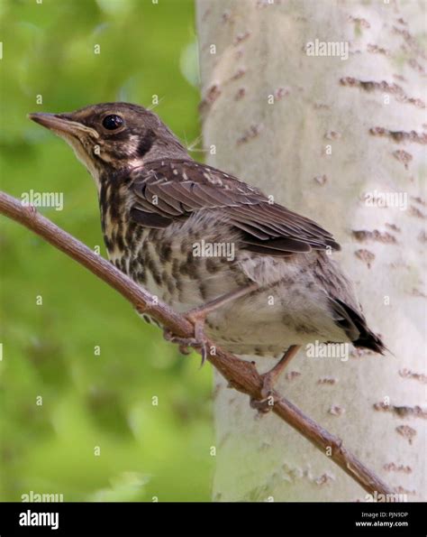 Wood thrush nest hi-res stock photography and images - Alamy