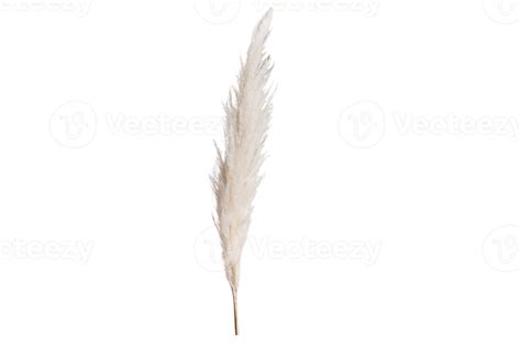 White pampas grass isolated on a transparent background 22219375 PNG