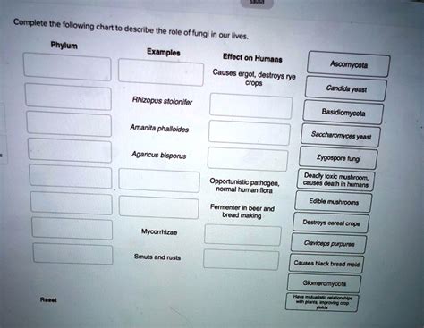 SOLVED: Complete the following chart to describe the role of fungi in our lives. Phylum Examples ...