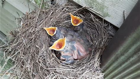 Robin Bird Eggs (time lapse) - YouTube