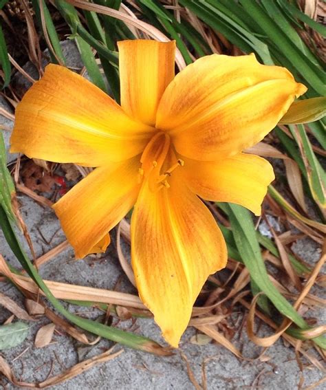 Looking for late blooming daylilies to extend the bloom season. Any ideas? in the Daylilies ...