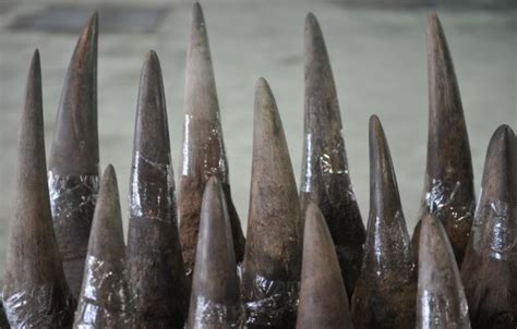 Rhino horns worth R3m confiscated at Johannesburg airport - Africa Geographic