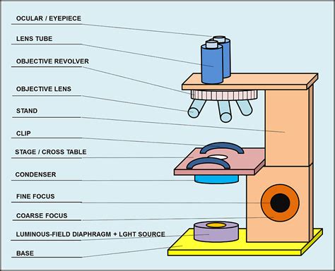 Light Microscope | Microscopes and microscopy