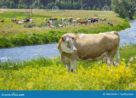 Cow grazing at pasture stock image. Image of cattle - 108673433