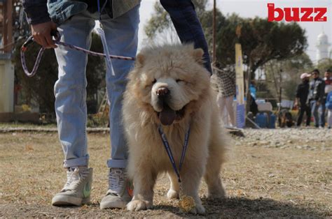 Adam the German Shepard wins the Kathmandu Dog Show 2023 - The Buzz Nepal