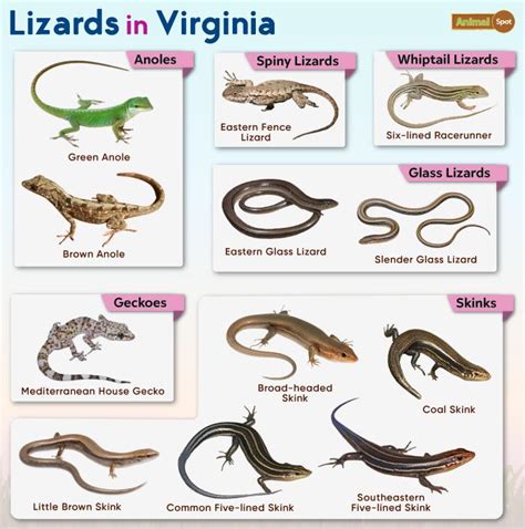 List of Lizards Found in Virginia – Facts with Pictures