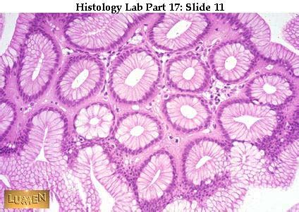 Histology Practical GI Tract