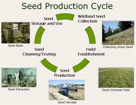 seedcycle.png