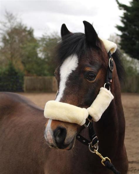 Comfort Headcollar Natural Horse