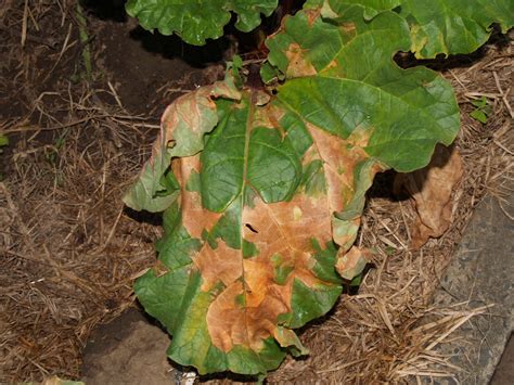 Florez Nursery: Plant pathology:Leaf spot diseases on Rhubarb