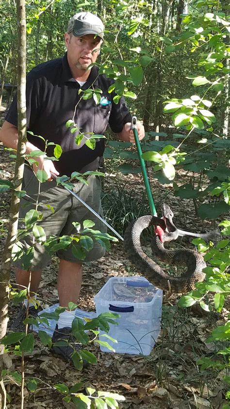 Snake Removal & Control Mobile AL - AAAC Wildlife Removal