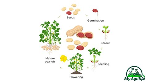 How to best Groundnut Farming Guide - MyAgriLife