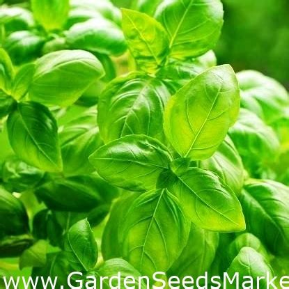 Sweet Basil seeds - Ocimum basilicum - 650 seeds – Garden Seeds Market ...